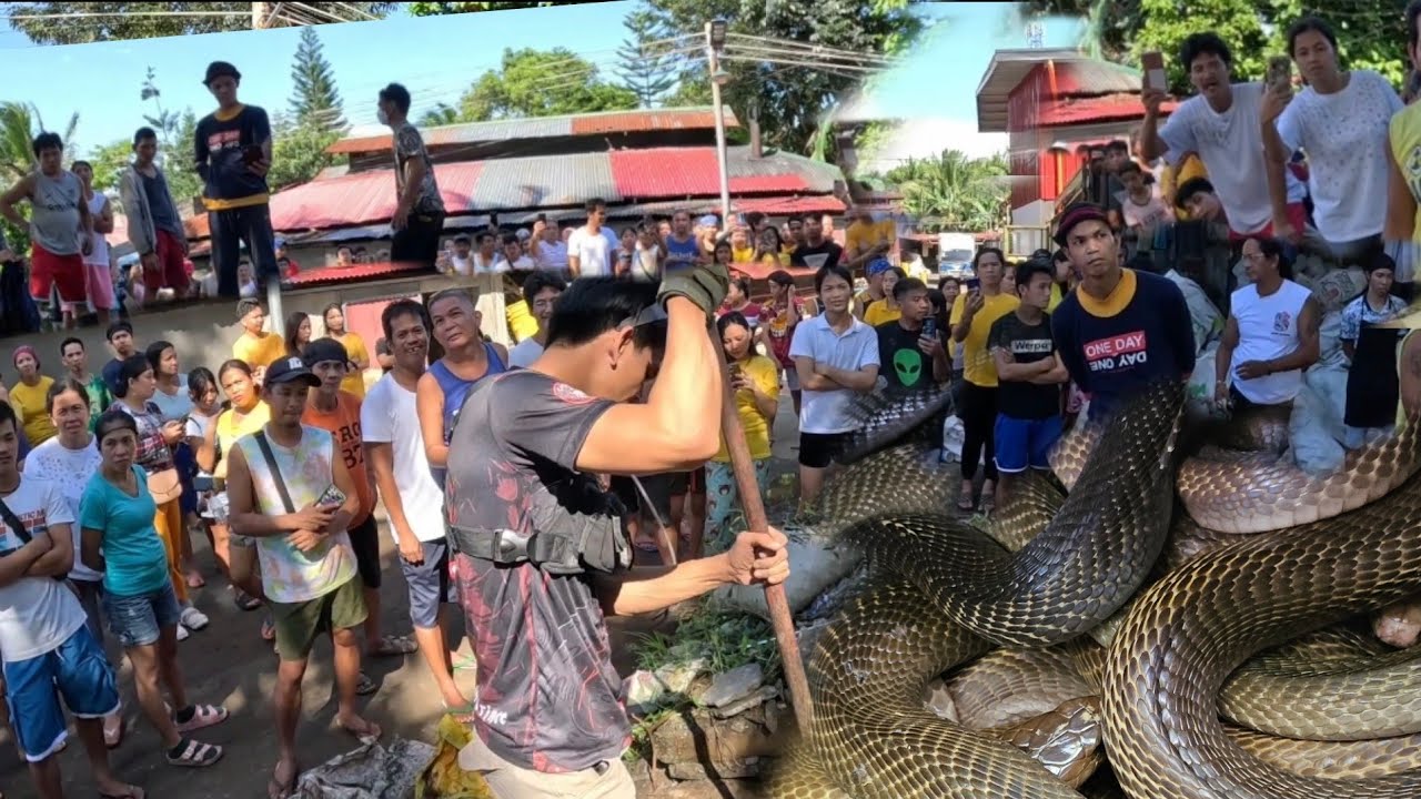 RESIDENTE NG RIZAL  NILUNGGAAN NG MGA AHAS AT NAPAKALAKING COBRA