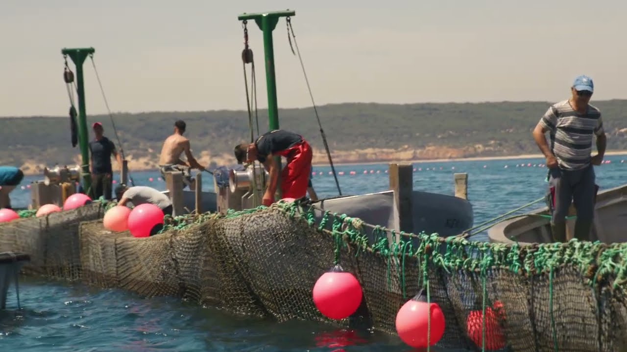 Herpac | Almadraba en Barbate | Captura del atún rojo