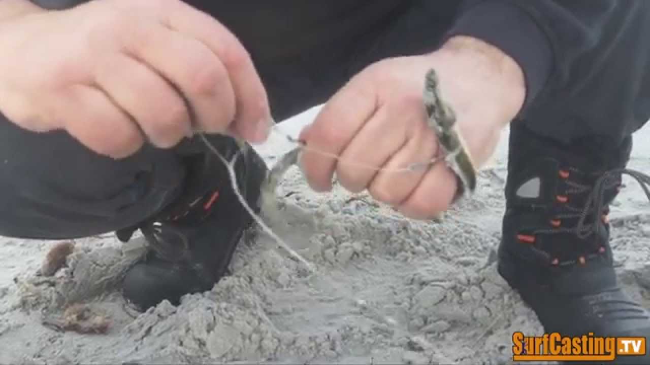 Come PESCARE LE SPIGOLE con l'anguillina | INNESCO ESCA VIVA per PESCA con CANNE da SURFCASTING