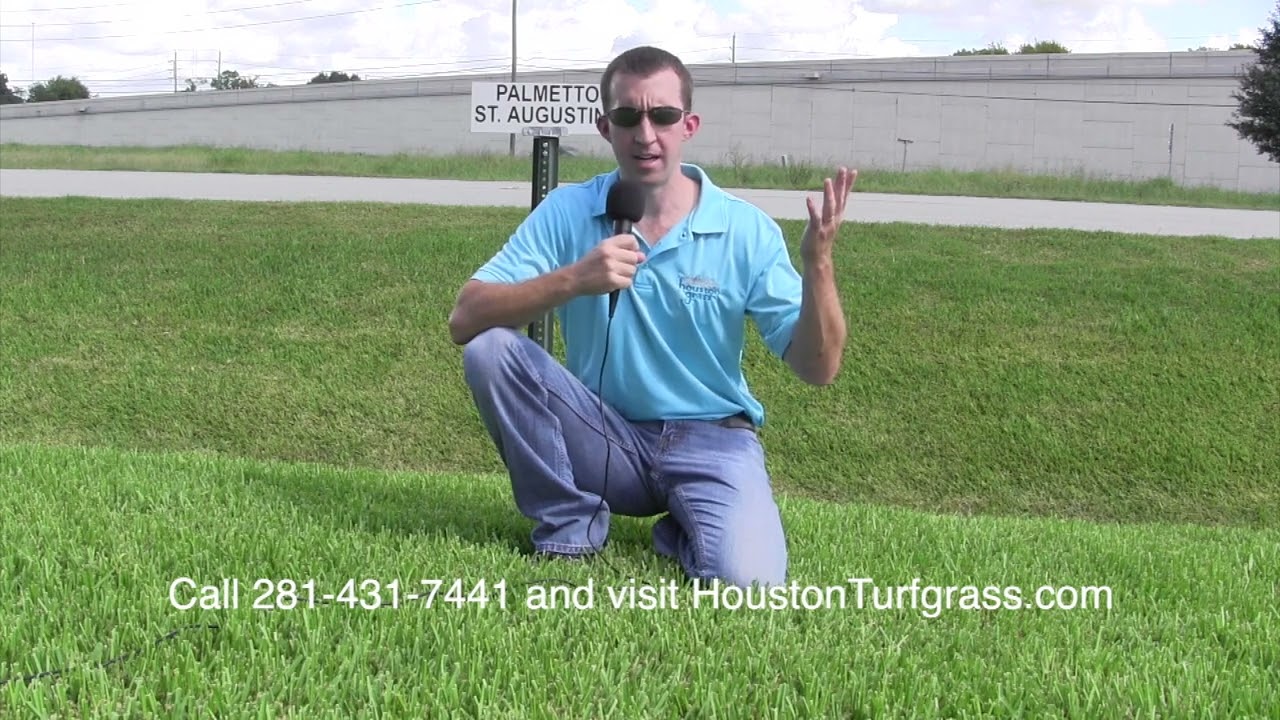 Why Choose Palmetto St  Augustine Grass for Your Houston Area Lawn