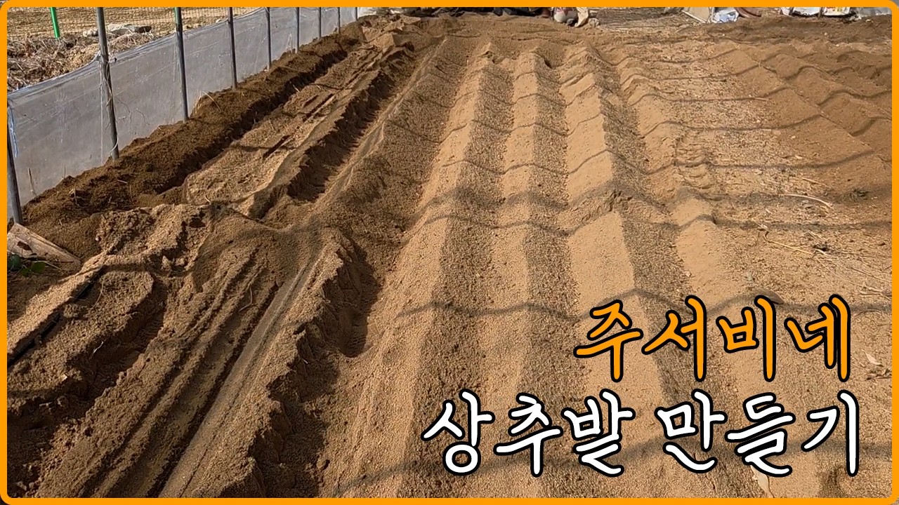 [주서비네]오늘은 하우스에 상추밭 만들었어요🌱
