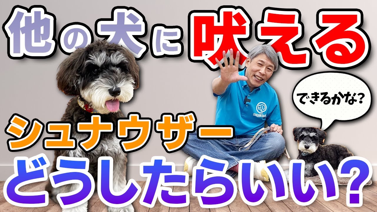 【犬のしつけ】シュナウザーが他の犬に吠えてしまうお悩みを一緒に解決！トレーニングの様子を公開します。