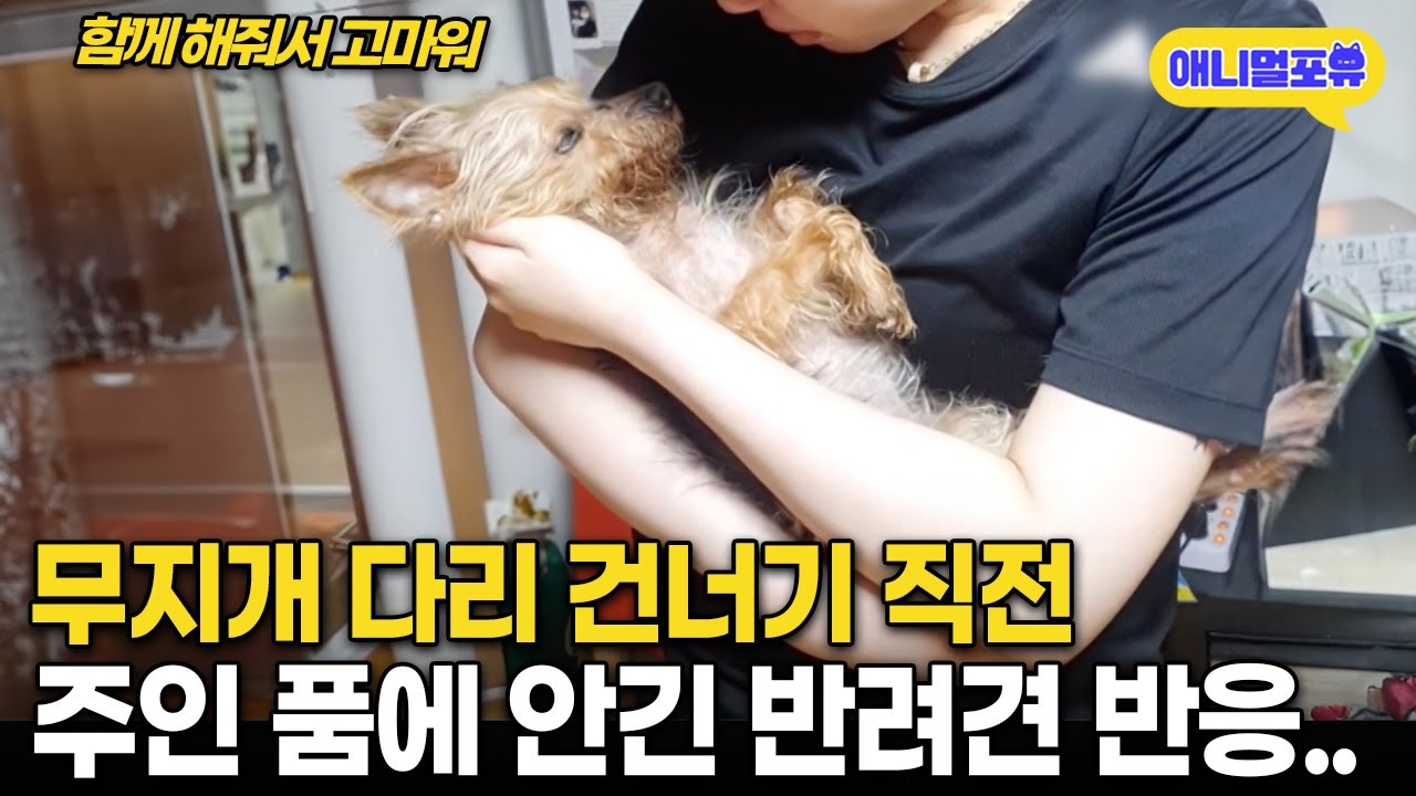 무지개 다리 건너기 직전, 주인 품에 안긴 반려견의 가슴 아픈 반응 I KBS 동물은 훌륭하다 241012 방송