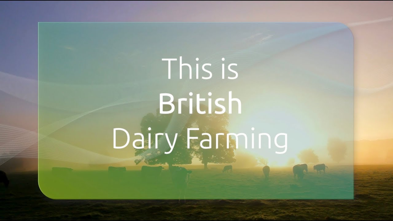 This is British Dairy Farming