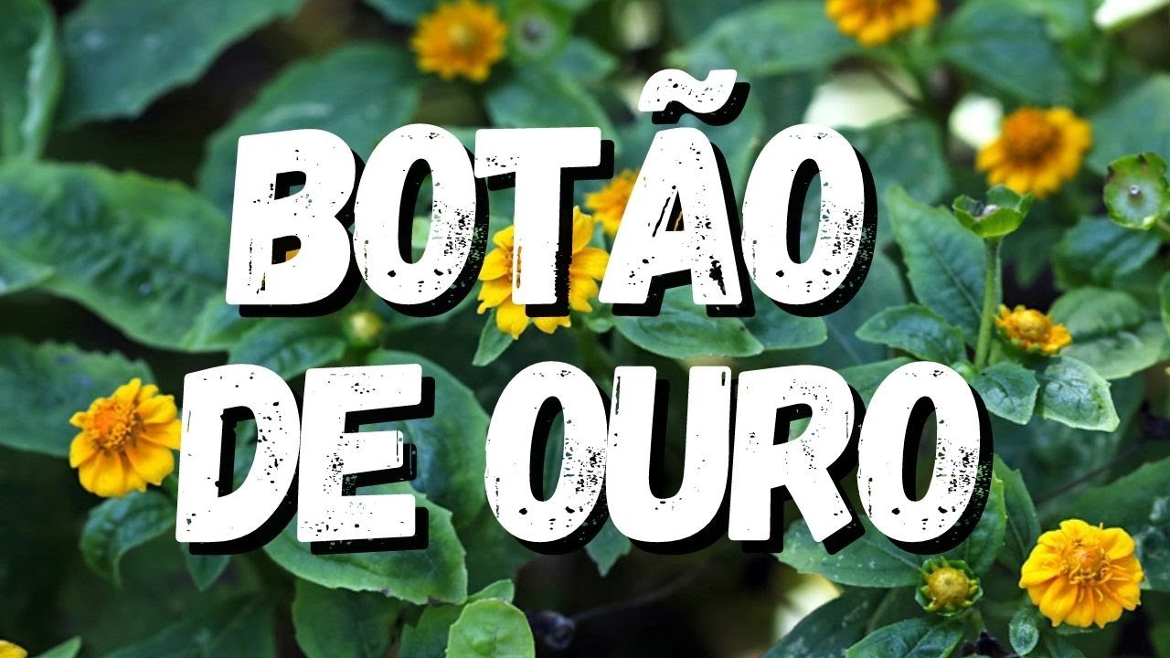 Bot&atilde;o de Ouro: Um Guia Completo Desta Planta