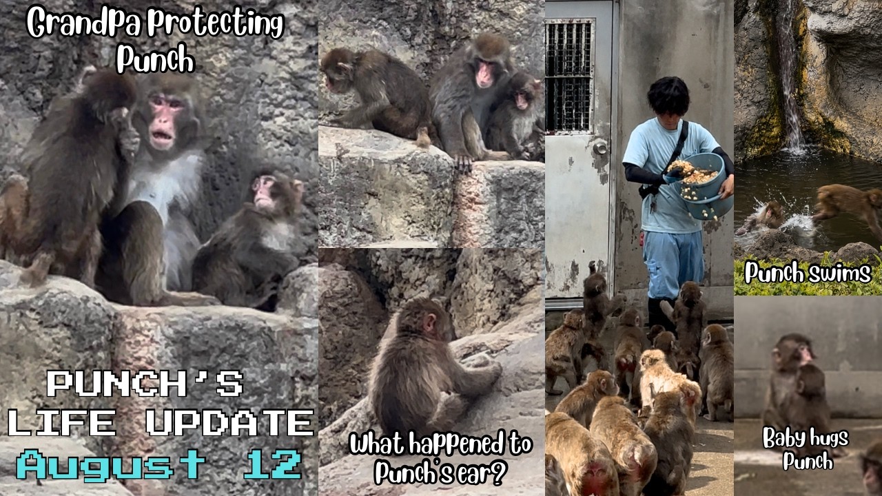 🐒 August 12|Grandpa Protecting Punch?!🙉UPDATE