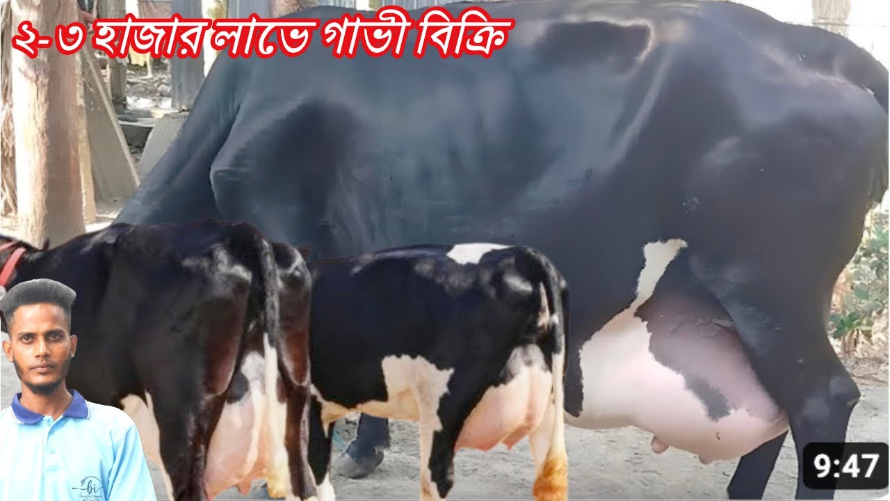 ২-৩ হাজার লাভে গাভী বিক্রি । কম দাম জেনে গাভী কিনুন। লটে কিনলে বিশেষ সুযোগ। তাম্মিম ডেইরি ফার্ম