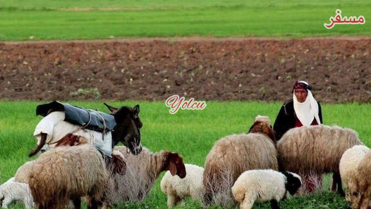 Arapça atebe-rubaba | شالو ال خبر | عتب