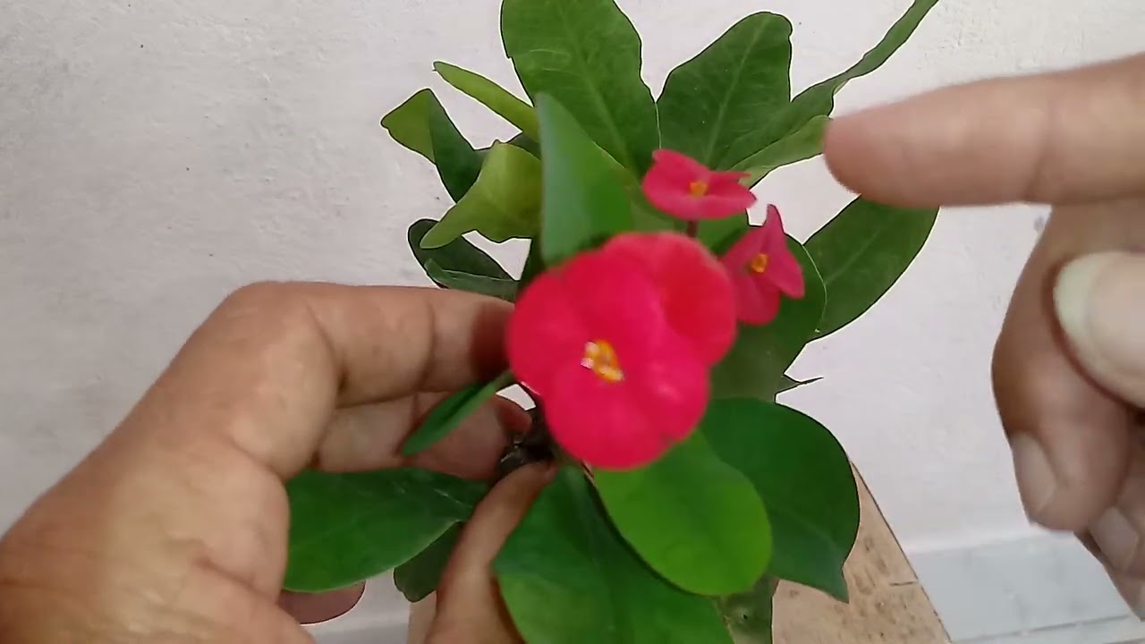 ENXERTO DE COROA DE CRISTO