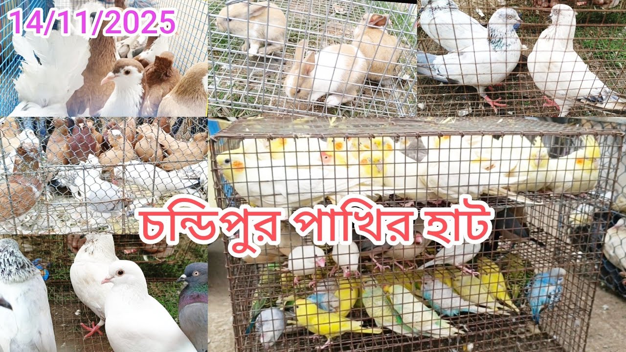14 November 2025 Chandipur pigeon market pakhir har চন্ডিপুর পিজন মার্কেট পাখির হাট খুব সুন্দর হার্ড