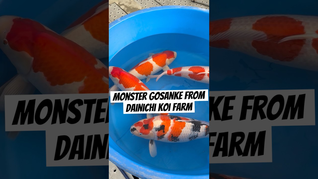 HUGE gosanke from #dainichi #koi farm in Japan