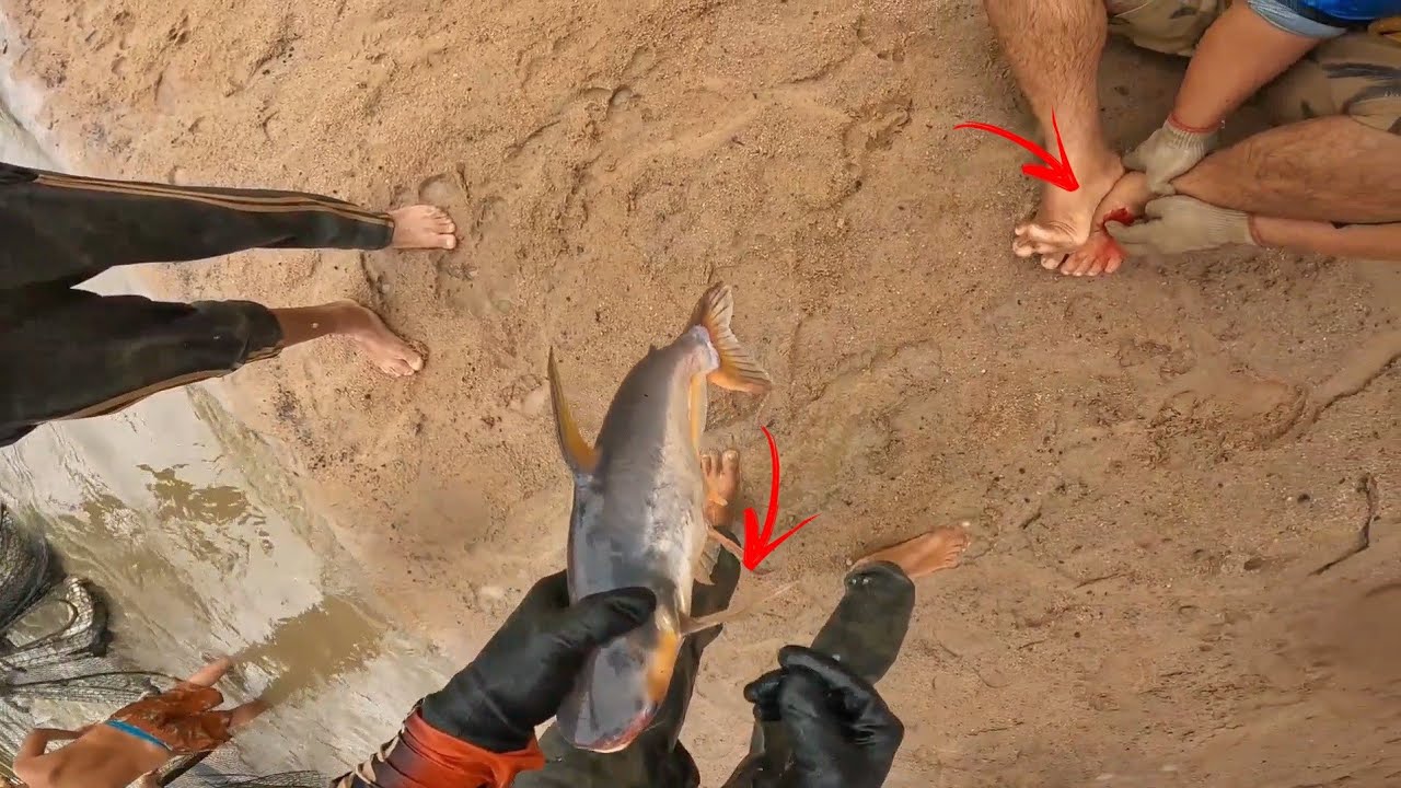 Todo cuidado é pouco ao mexer com esse peixe! Cenas fortes! 