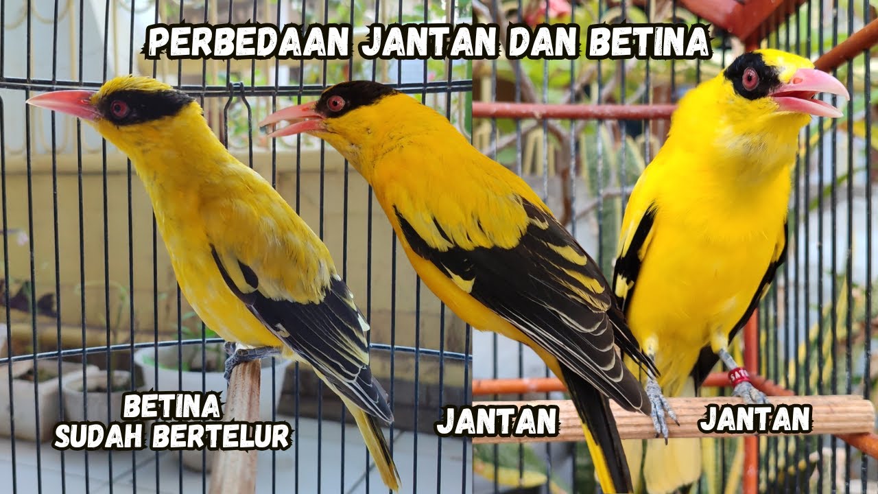 CARA MUDAH MEMBEDAKAN BURUNG KEPODANG JAWA JANTAN DAN BETINA SECARA AKURAT