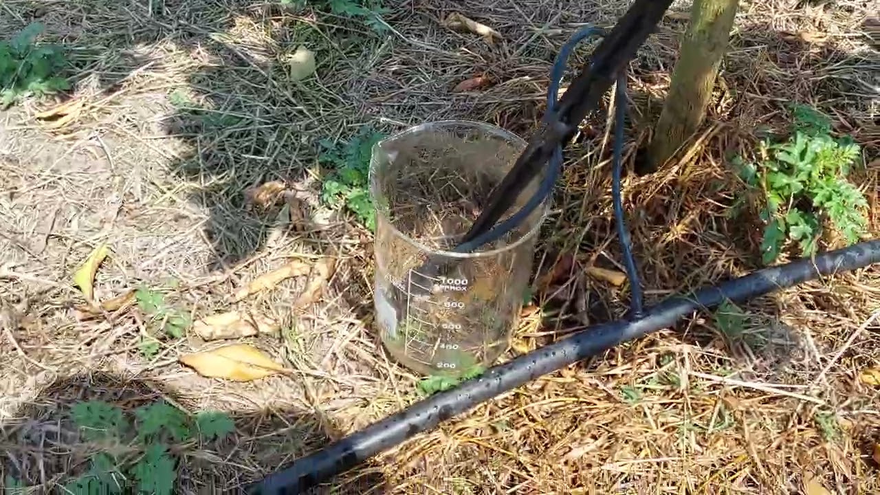 Midiendo y calculando litros por hora en riego de limon persa