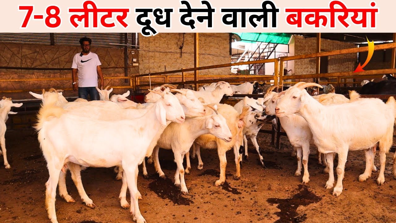 SANNEN GOAT FARMING IN INDIA - 7-8 लीटर दूध देने वाली बकरियां @Nayyar Farm