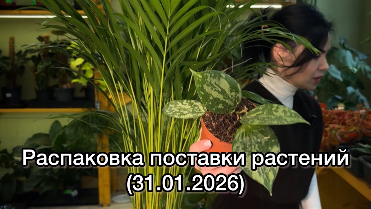 РАСПАКОВКА поставки растений из Голландии 🌱Обзор растений (31.01.2026)