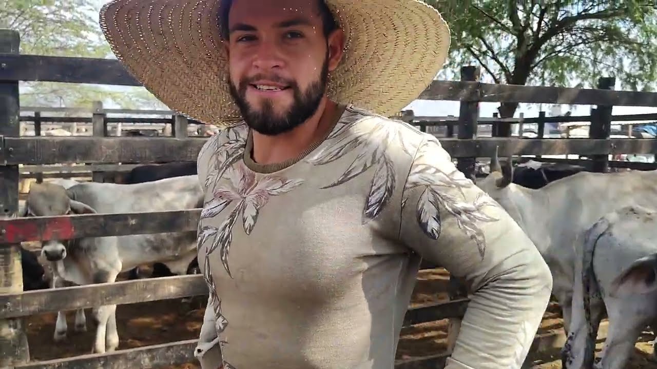 Preço do gado na feira de animais em tabira-pe 