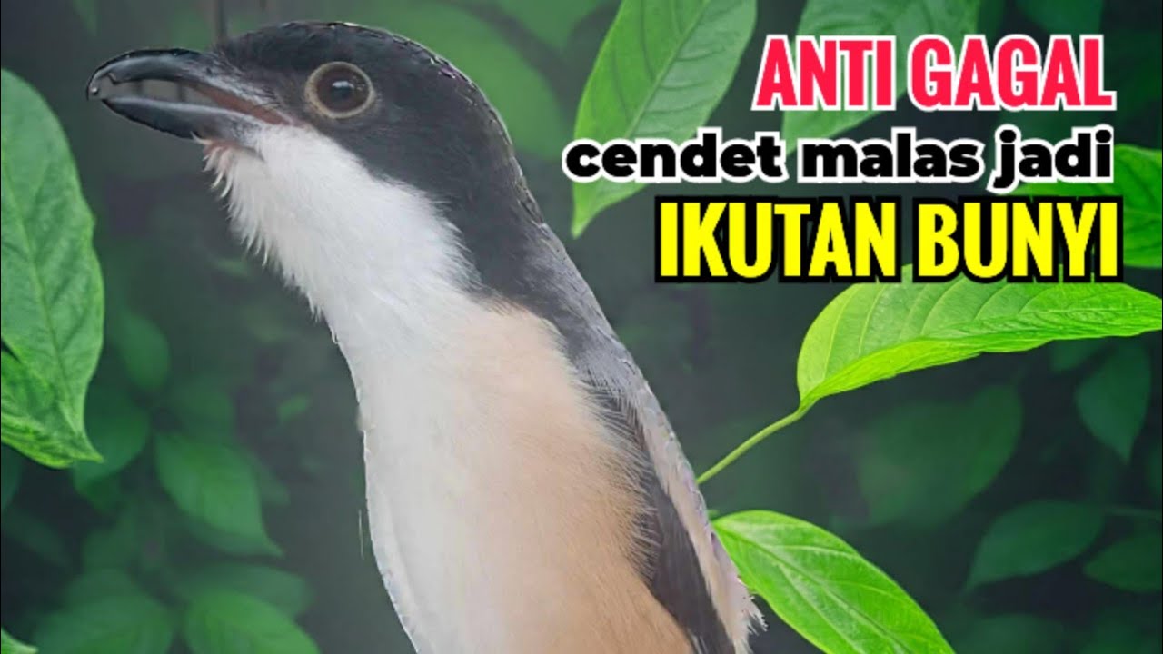 SUARA CENDET GACOR ISIAN ALAM || ANTI GAGAL efektif bikin cendet malas pun langsung ikutan bunyi