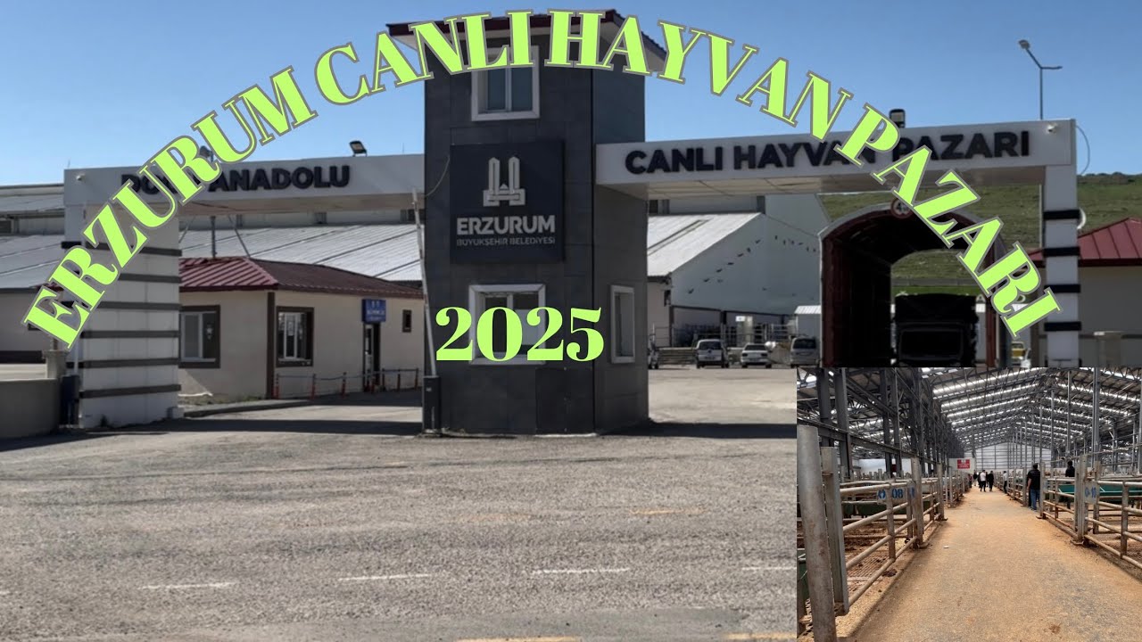 25 MAYIS 2025 ERZURUM CANLI HAYVAN PAZARI  #turkey #erzurum #istanbul #kurbanlıkfiyatları #büyükbaş