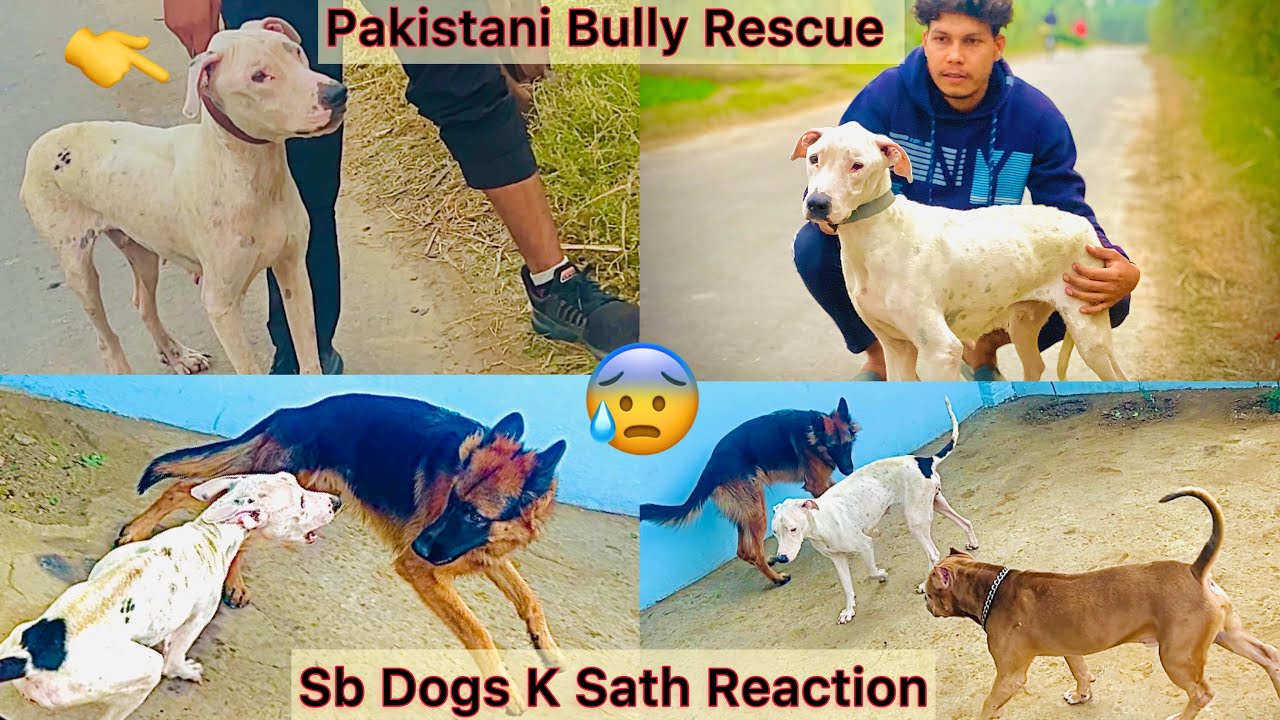 Pak Bully Dog Rescue Kar Ghar Laye🐶Koi jungle M Chod Gya😡Mera Sabhi Dogs Ka Reaction New Dog Dekh