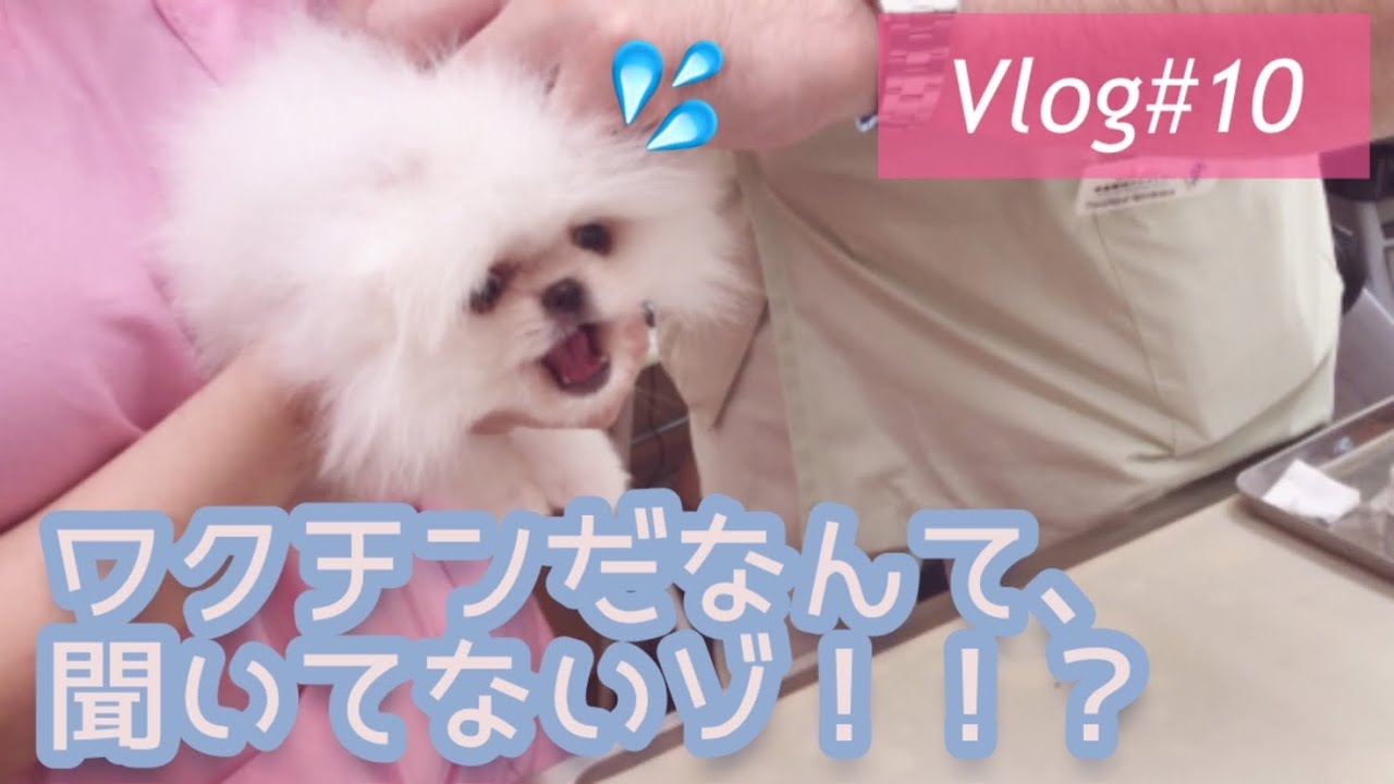 【白ポメ】注射だなんて聞いてない！！しりもちくん、初めての病院。【成長記録】