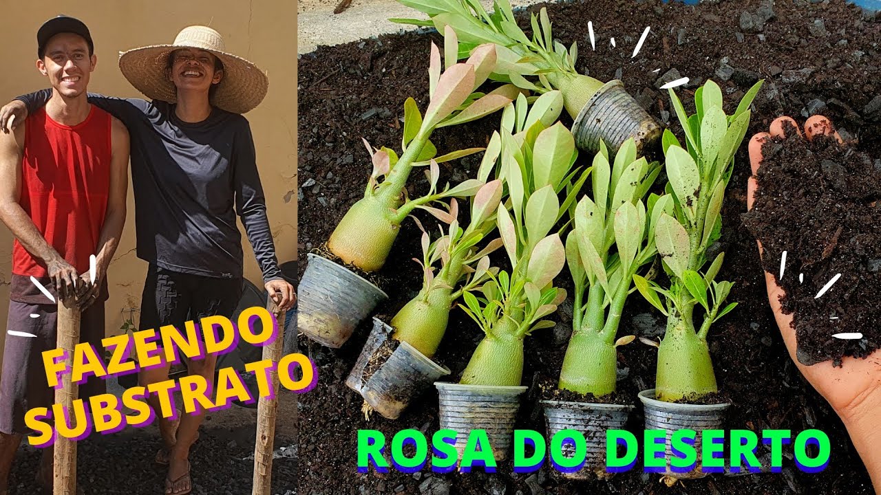SUBSTRATO PARA ROSA DO DESERTO - PASSO A PASSO | TOUR PELA ESTUFA DE ROSA DO DESERTO 🌸🌱