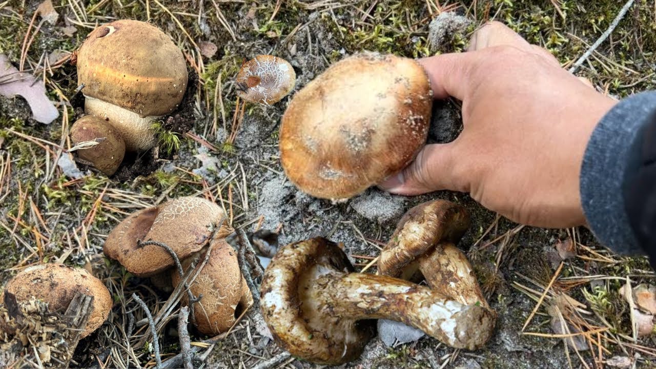 LIBRE!! NAPAKASAYA!😊 MAMAHALING KABUTE, NAGLABASAN NA! MATSUTAKE! FUNGHI PORCINI! FORAGING MUSHROOMS