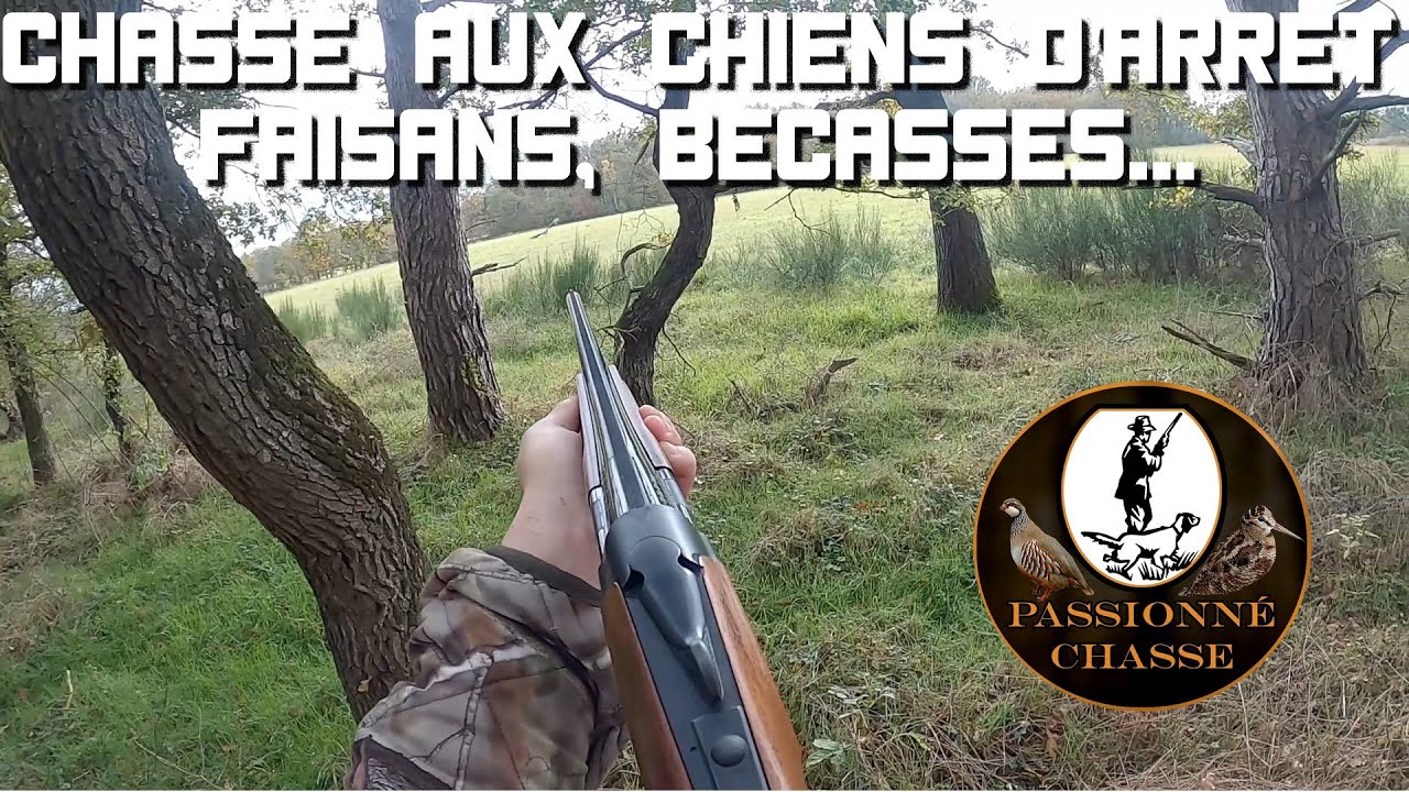 Chasse aux chiens d'arrêt (braque français): Faisans, Bécasses...