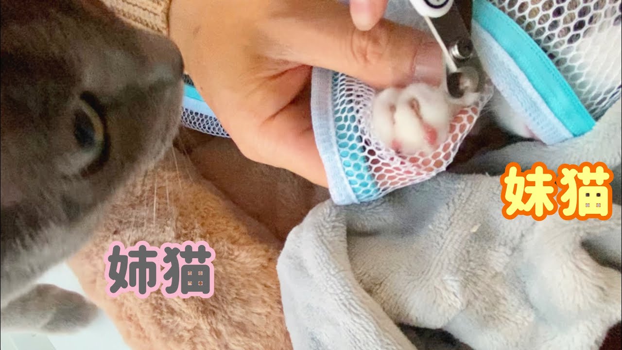 全力疾走‼︎ 爪切りを怖がる臆病猫を心配する姉猫が優しすぎる‼︎