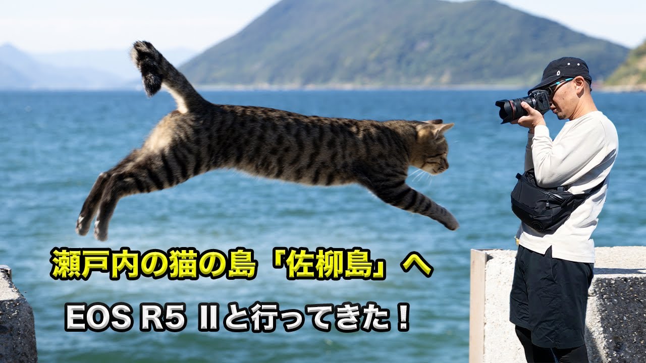 【Canon EOS R5 Ⅱ】で佐栁島の猫を撮ってきた！
