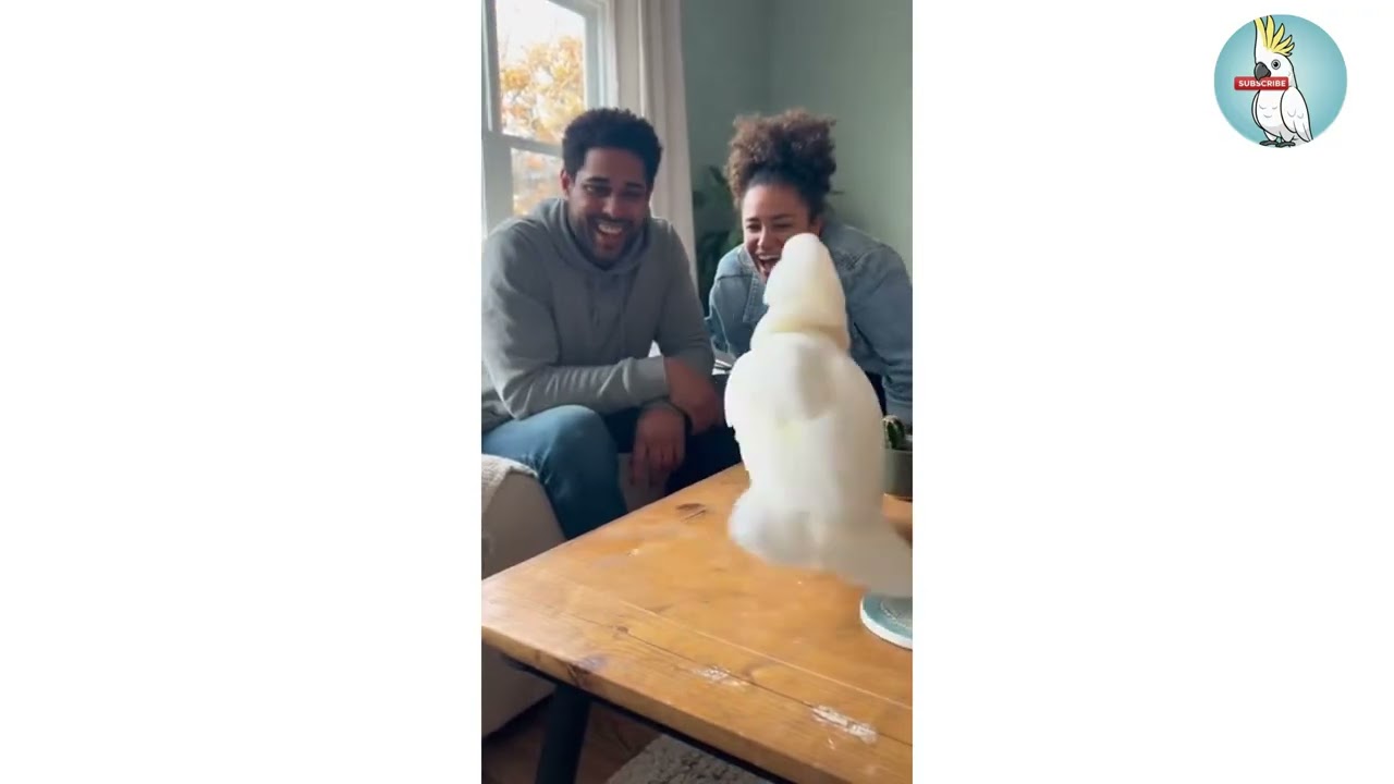 😂🐦💃Full dance session! This parrot has more moves than most of us!