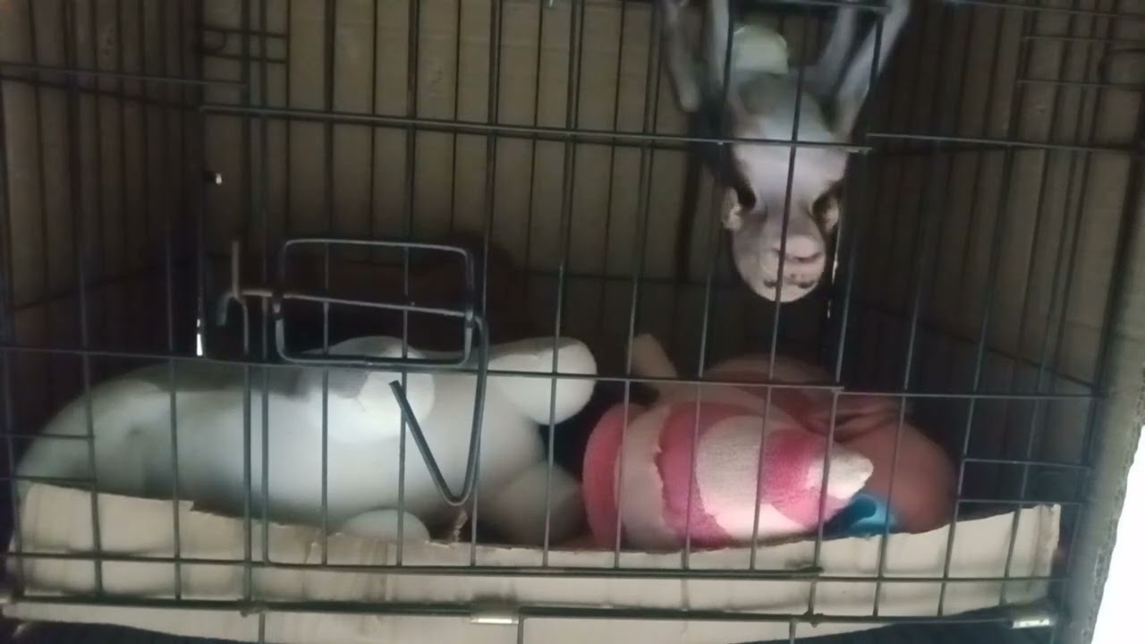 J4NGAN M4SUK4N BABY MONPAI KE KANDANG SAAT SEDANG ASYIK BERM41N..!!! || REAKSINYA BiKiN SED1H