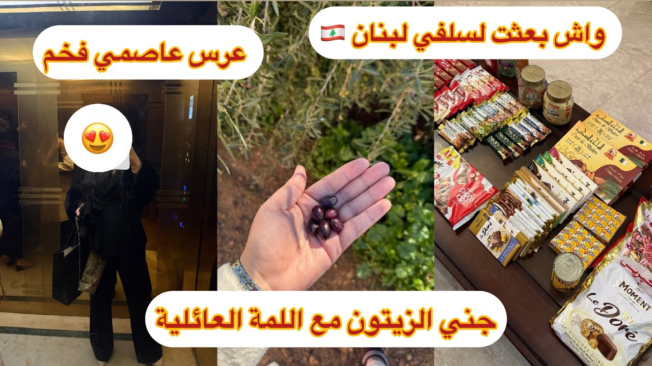 رجعت لأصلي في لقط الزيتون مع أهلي 🌿 عرس جزائري فخم 👰 وشو بعتت لـ أخ زوجي في لبنان؟ 🇱🇧🎁
