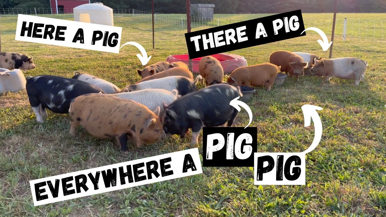 Pasture full of KuneKune Piglets!
