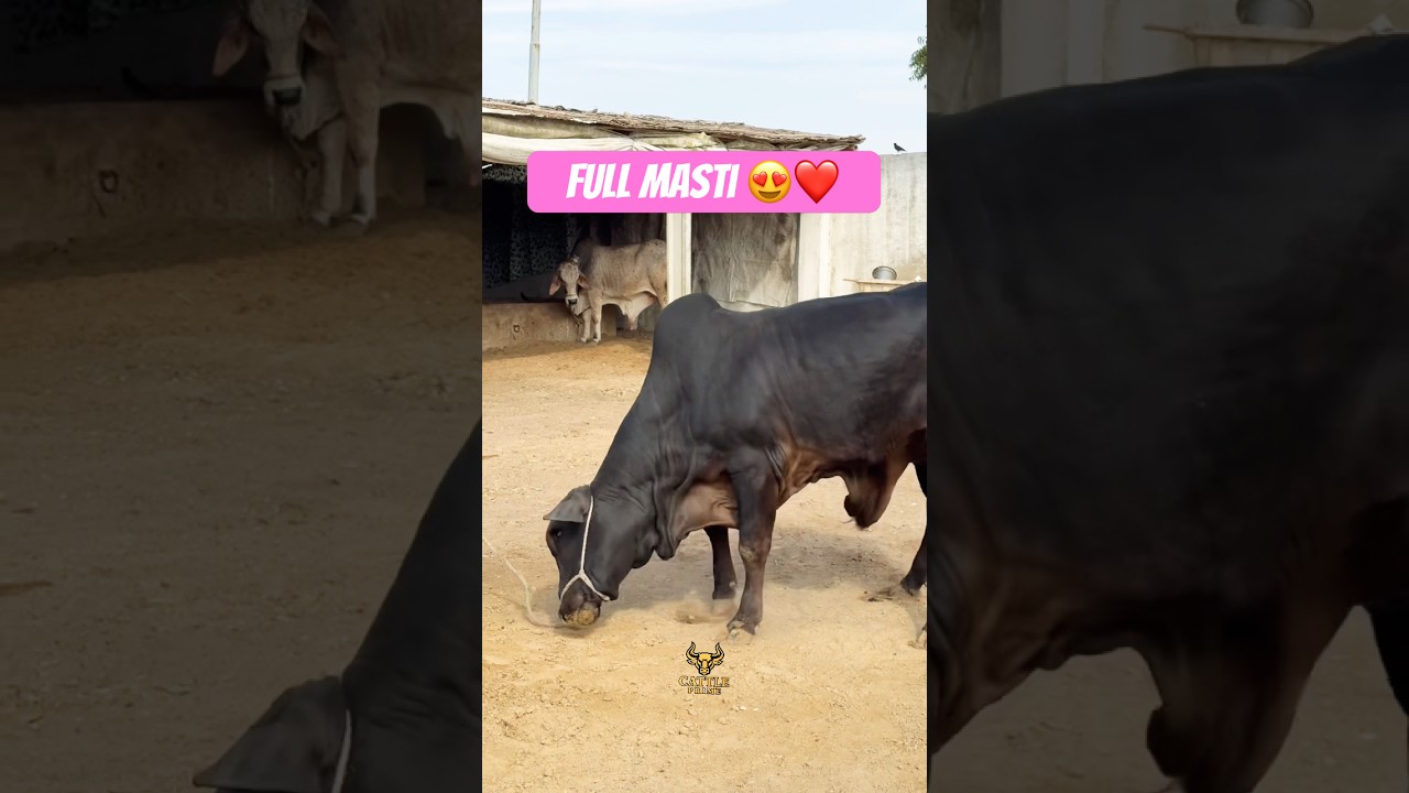 Karachi Cow Mandi | Palla Cattle Farm 