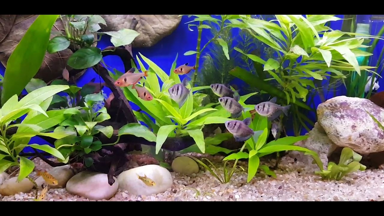 Barbus Ouro, Tetra Preto e Mato Grosso - Aquario de 100 litros