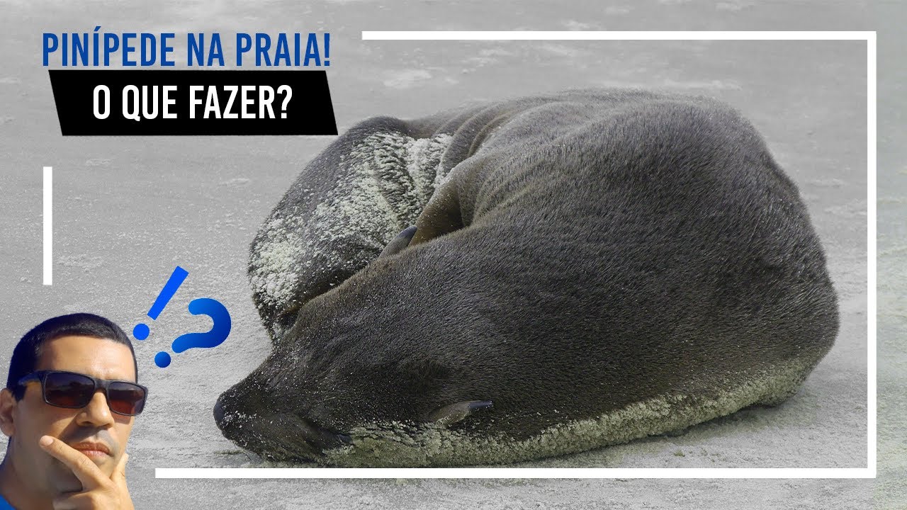Pinípede na praia! O que fazer?