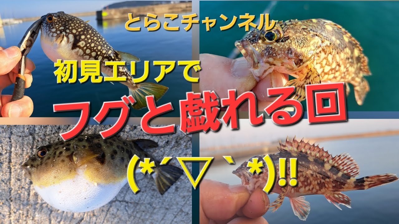 初見エリアでフグと戯れる回