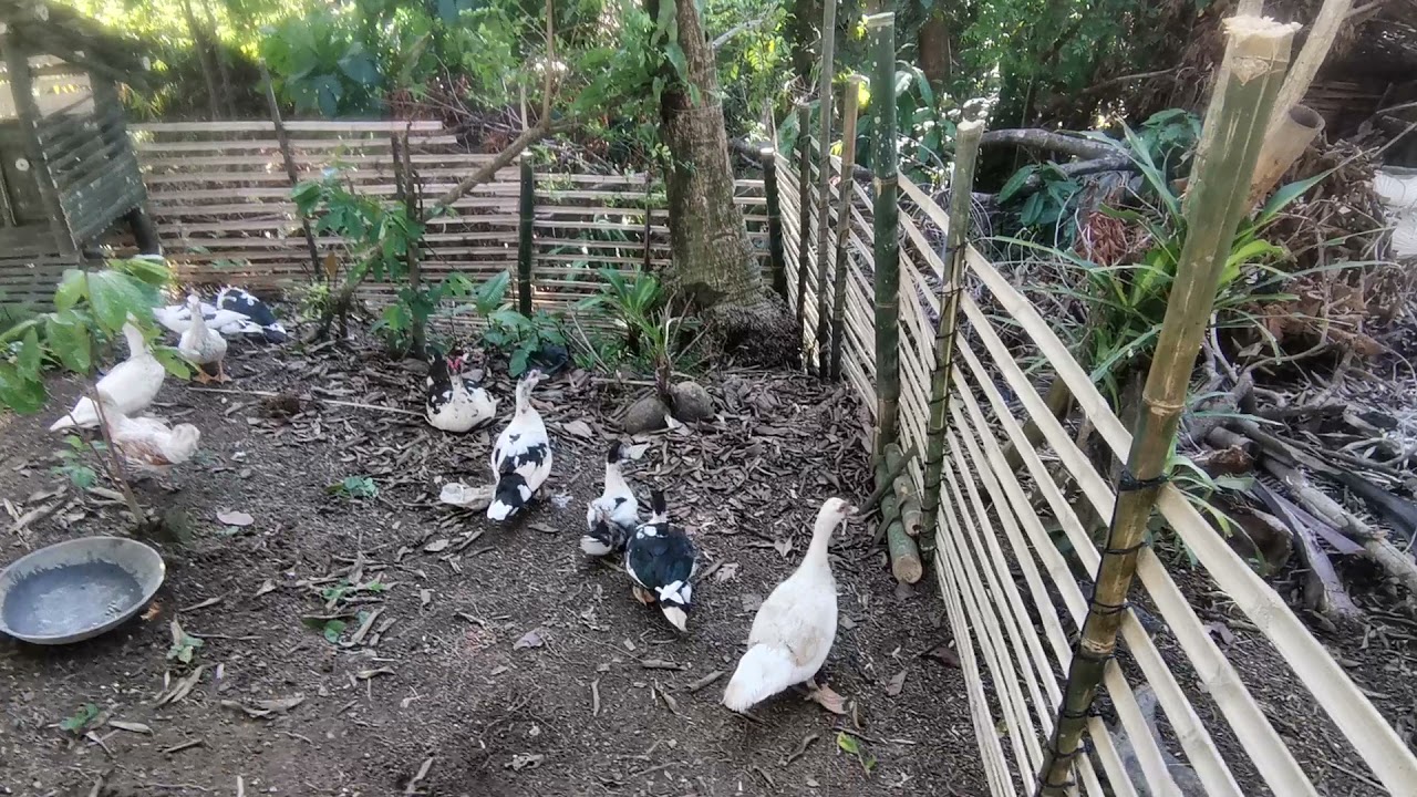 Duck House with Bamboo Fence