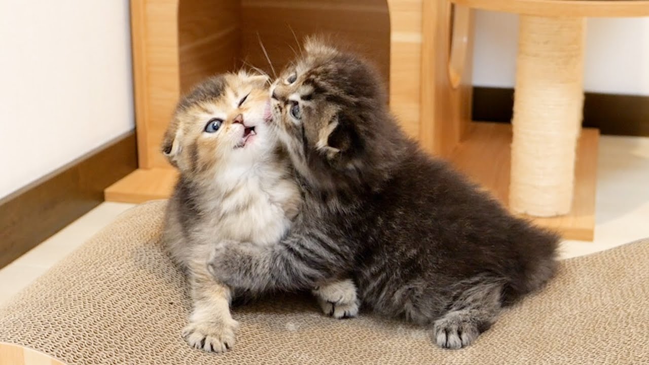 It seems that the older brother cat can't help it because the younger sister kitten is too cute.