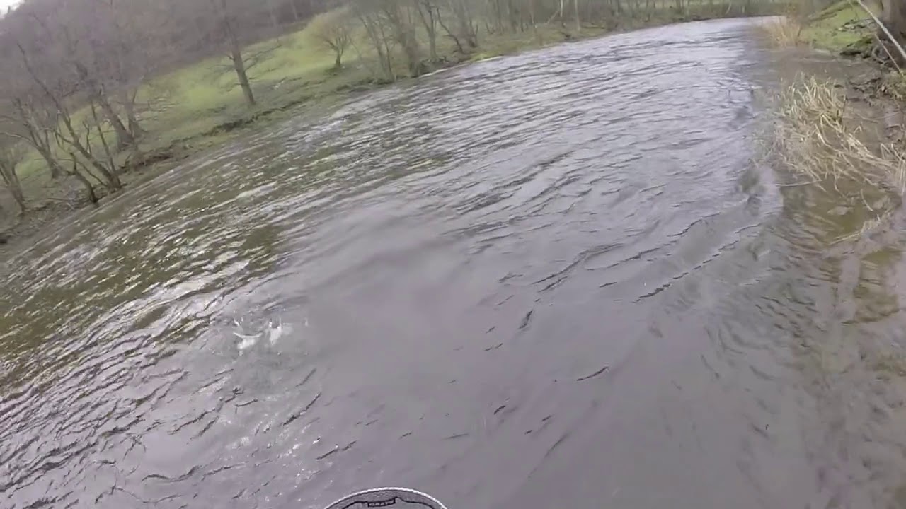 First Welsh Dee brown trout of the new season