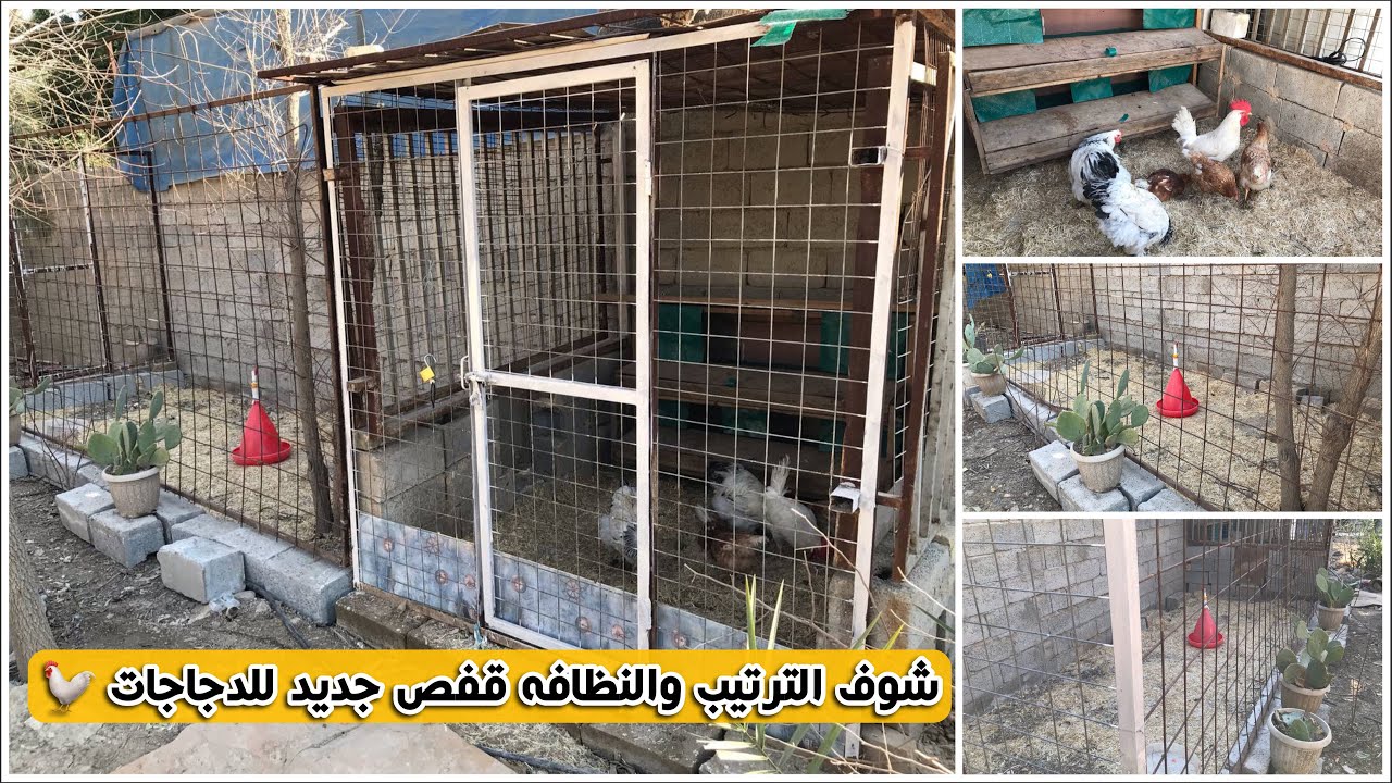انشاء قفص جديد للدجاج 🐓 ٧٠٪ صحة الدجاج تعتمد على النضافه والتعقيم