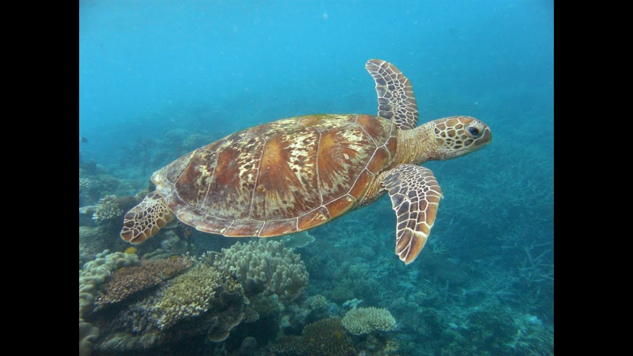 Onde encontrar tartarugas em Búzios?  Praias da Ferradurinha e Geribá ( Snorkel)