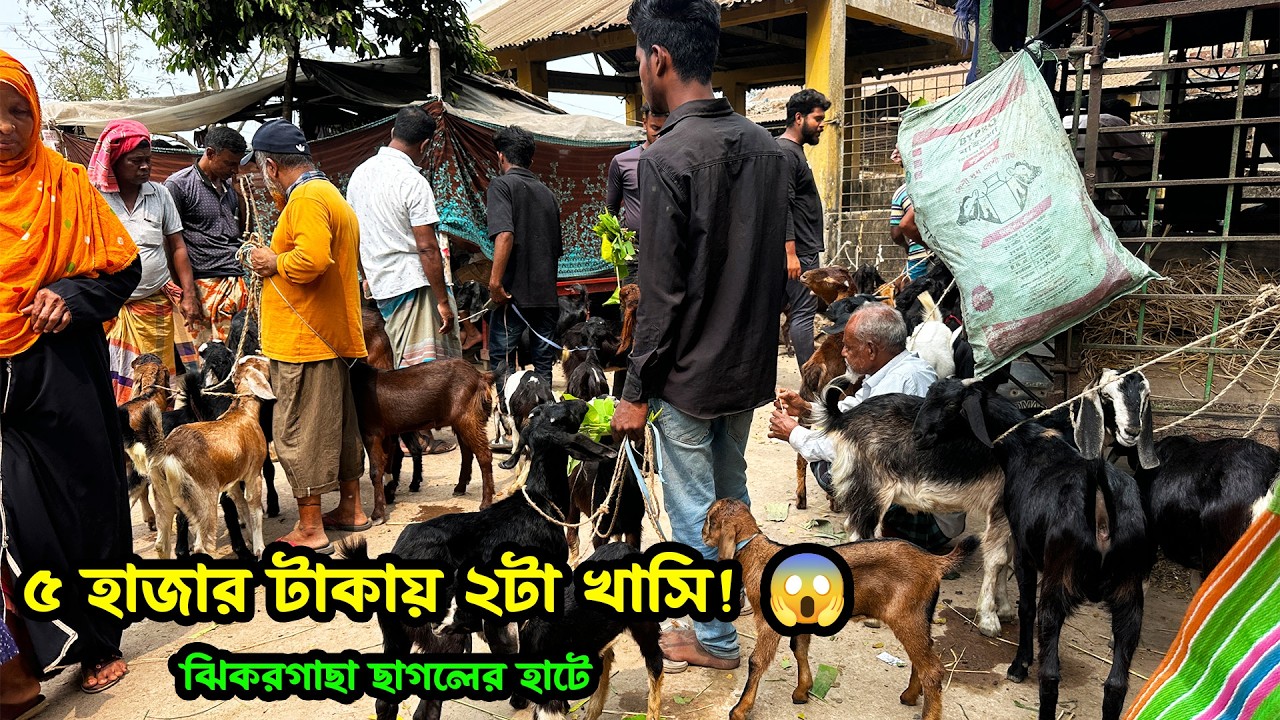 👉 ৫ হাজার টাকায় ২টা খাসি! 😱 ঝিকরগাছা ছাগলের হাটে অবিশ্বাস্য দাম
