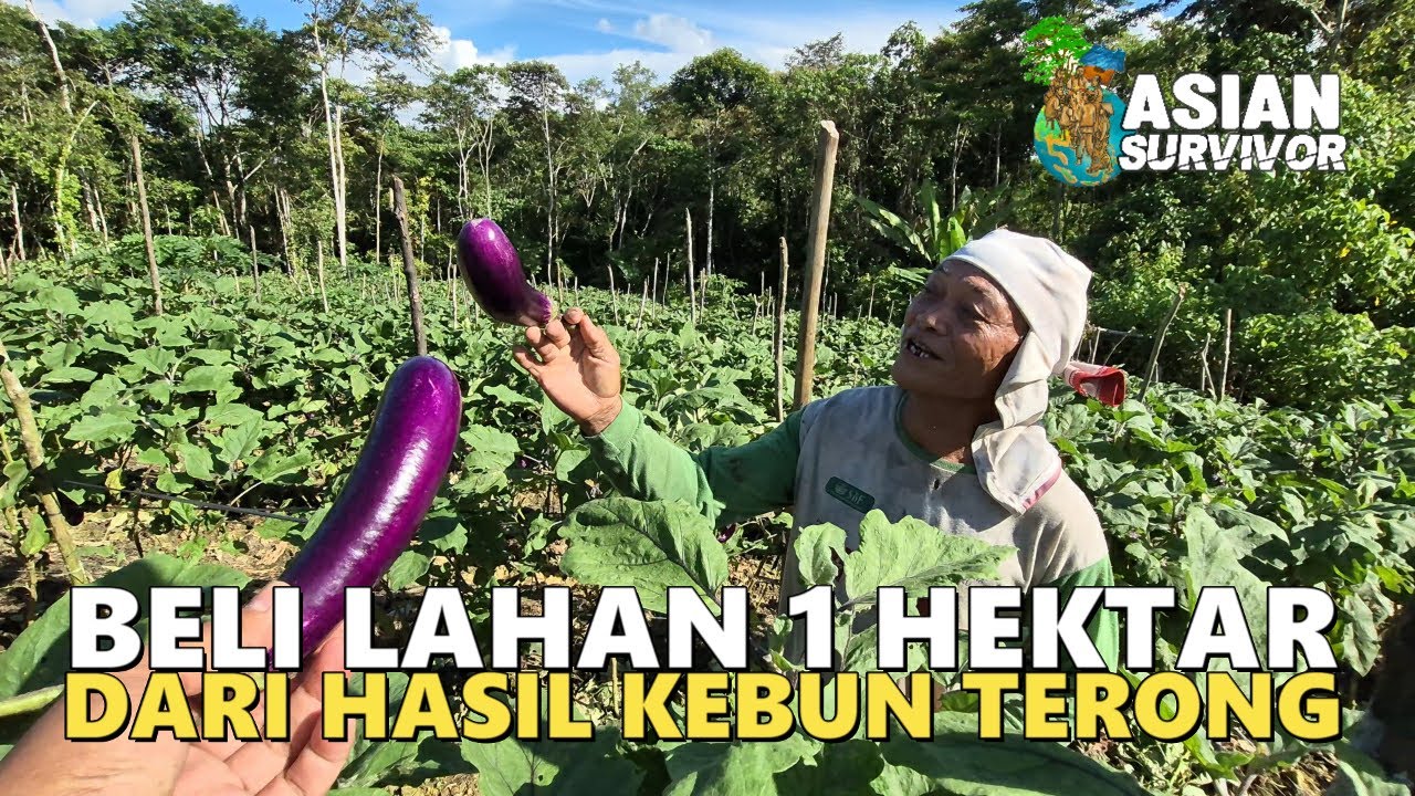 CERITA INSPIRATIF BAPAK AMOS, PETANI SENIOR DI SUDUT IBUKOTA KALIMANTAN UTARA; BULUNGAN
