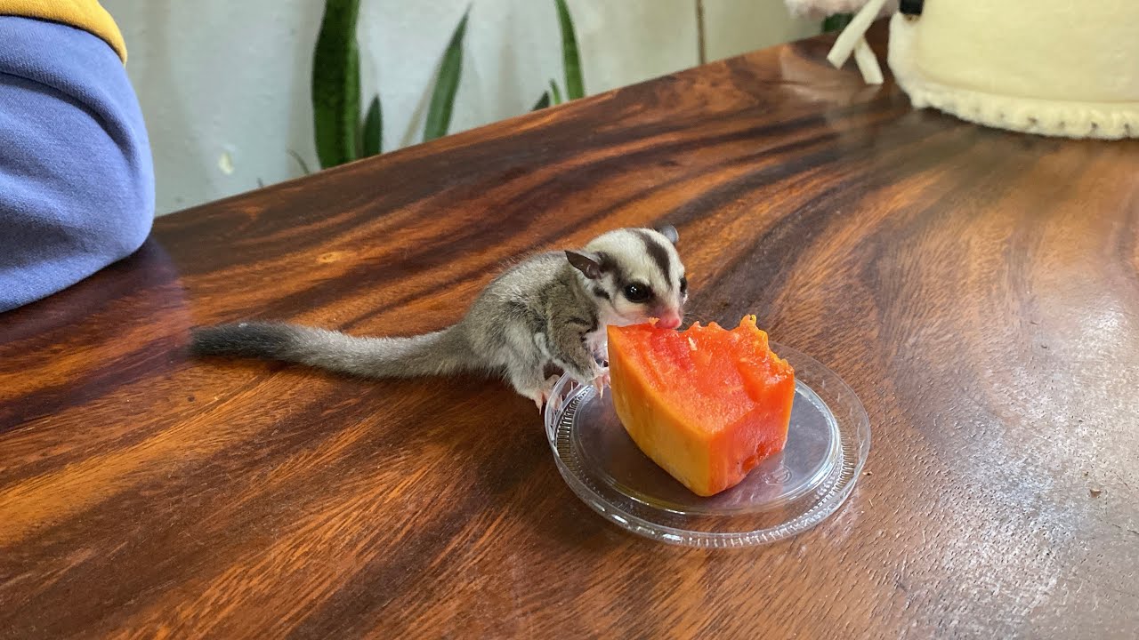 A Day With My Baby Sugar Glider 🐿️ | So Tiny & Adorable!