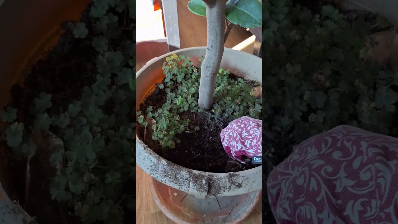 5 Secrete Iarna - Camelia Japonica
