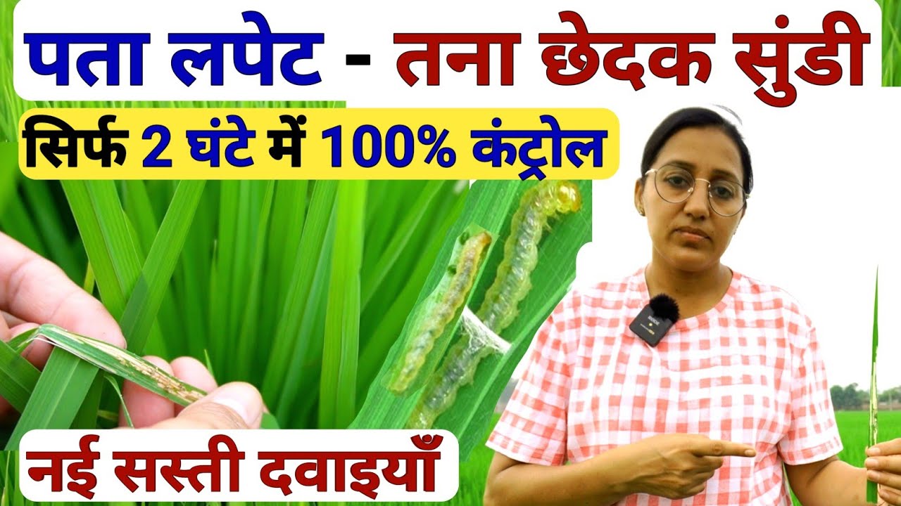 धान में पता लपेट तना छेदक सुंडी 💯कंट्रोल । Dhan me patta lapet tana chedak ki dawa | dhan ki kheti