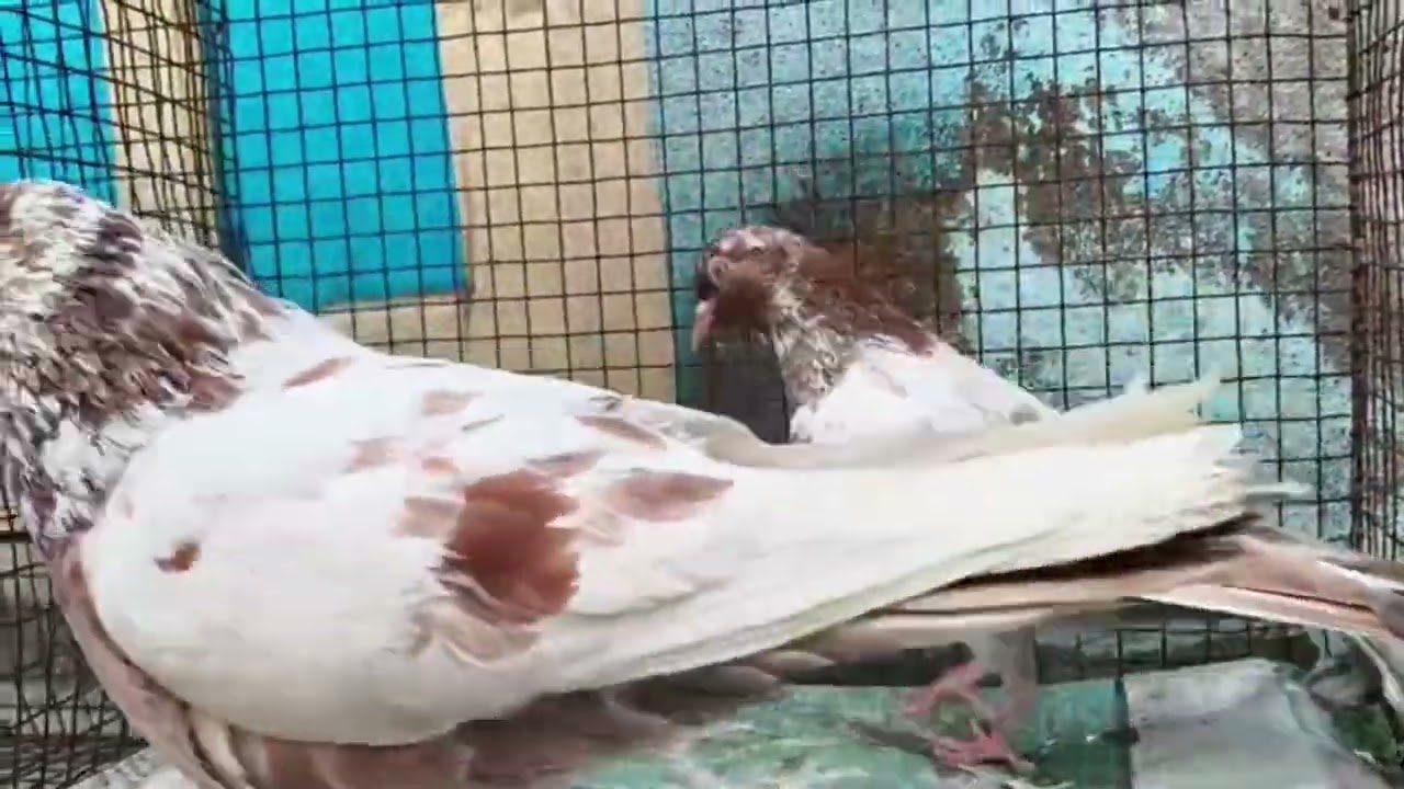 আন্দ্রা ফুলসিরা সেল হবে#pigeon #pigeonlaver #viral #kabutar #murshidabad 
