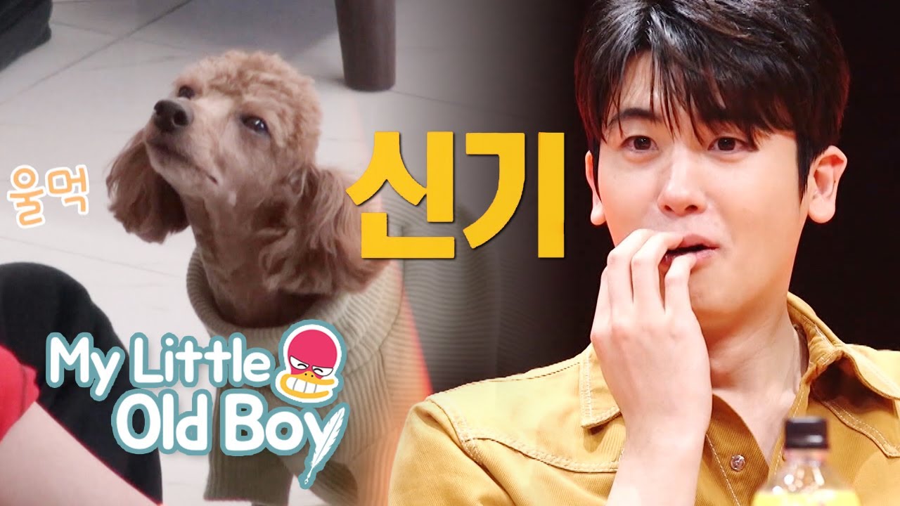 Poodles are Clever! It Makes a Sad Face [My Little Old Boy Ep 138]